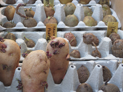 tubers placed on egg flats