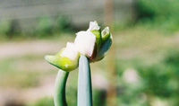 seed on top of an Egyptian onion leaf