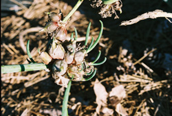 walking onions top setting bulbs