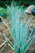 Egyptian green onions propagated by stooling