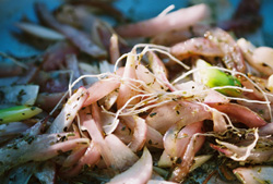Green onions and onion roots - check out my onion page for green onions in September