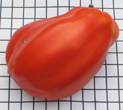 tomato K 10-5 ripe