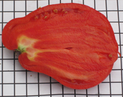 tomato K 10-5 cut