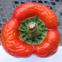 stem of regular pepper