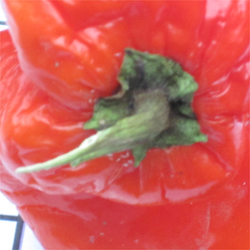 Stem of pepper with LOW seed count