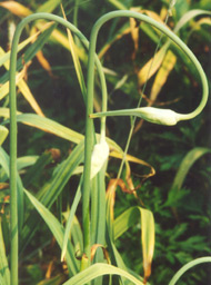 garlic seed, scapes or tops