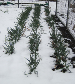 onions_snow.jpg (250×277)