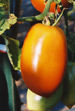 Kenosha Paste Tomato - the best shape is pointy - flat bottom is more subject to bottom-end rot