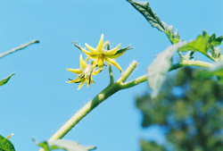 Kenosha Paste Tomato - a strong vine develops a large flower ... large flowers develop large fruit