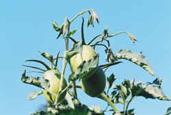 Kenosha Paste Tomato topped off at 6 feet height - in the past bottom-end rot was more prevalent on top of the vines