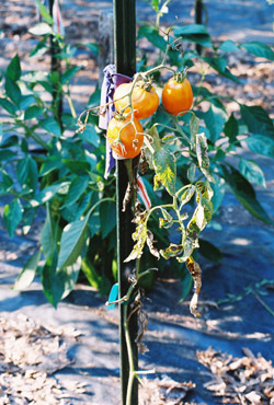 Kenosha Paste Tomato - few vines do not grow to the desired height of 6 feet