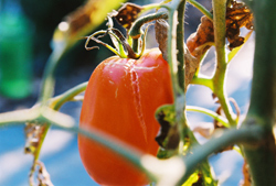 Kenosha Paste Tomato - cracking on the side is extremely rare