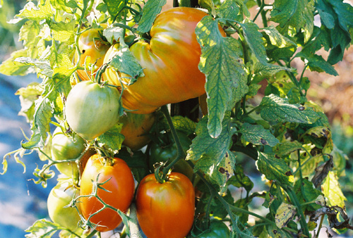 Kenosha Paste Tomatoes grow in very different shapes and sizes