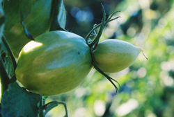 Kenosha Paste Tomato - sometimes grow really strange fruit (much less this year then in the past)