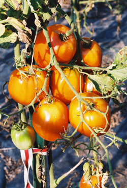 Kenosha Paste Tomatoes grow in clusters