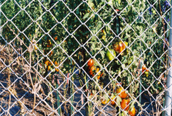 framed kennel fencing - easy to put up, remove, store in the winter - can be expected to be used for 20 - 30 years (high initial investment, worth every penny)