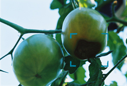 blemished tomatoes ripen faster - the condition does not spread