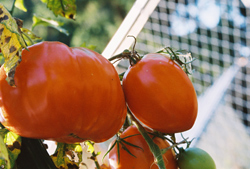 Kenosha Paste Tomatoes grow in very different shapes and sizes