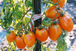 Kenosha Paste Tomatoes grow in clusters